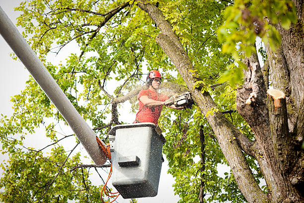 Tree Branch Trimming in St George, SC